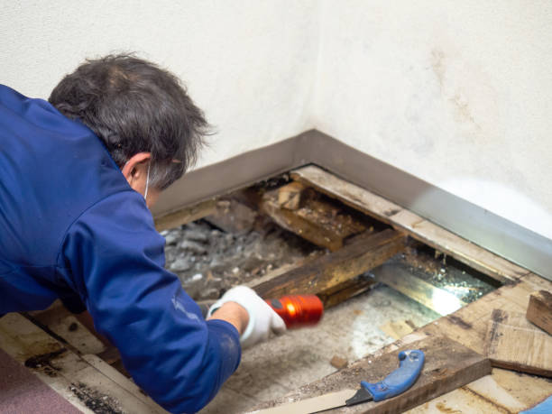 Best Mold Removal Company Near Me  in Maywood, NJ