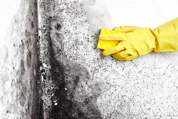 Best Residential Mold Removal  in Maywood, NJ