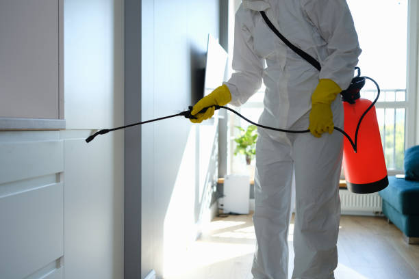Best Fast Mold Removal  in Maywood, NJ