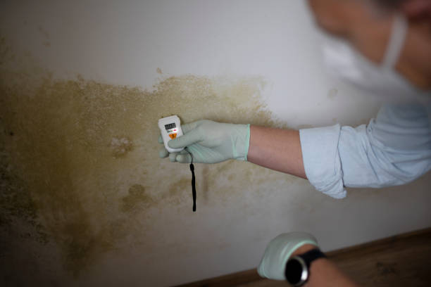 Best Emergency Mold Removal  in Maywood, NJ