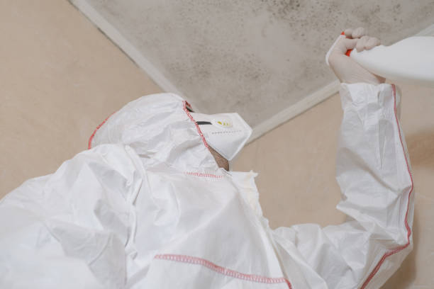 Best Professional Mold Removal  in Maywood, NJ