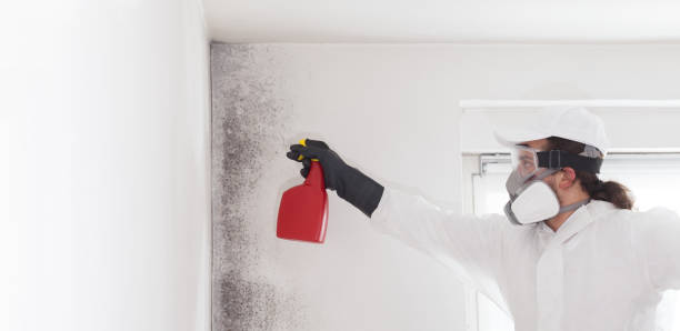 Best Black Mold Removal  in Maywood, NJ