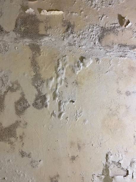 Best Office Mold Removal Services  in Maywood, NJ