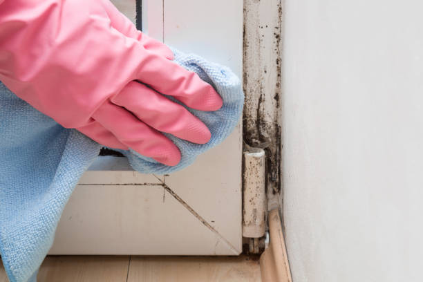 Best Same-Day Mold Removal  in Maywood, NJ