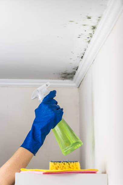 Best Mold Testing  in Maywood, NJ
